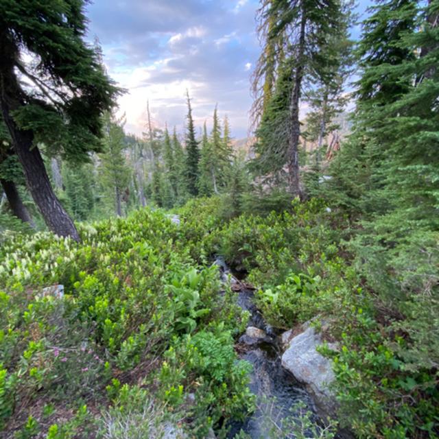 168: Russian Wilderness- Tree Ears- South Russian Creek - podcast episode cover
