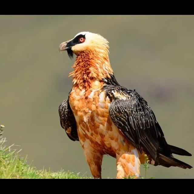 Episode 338: Bone Eating Bearded Vultures - podcast episode cover