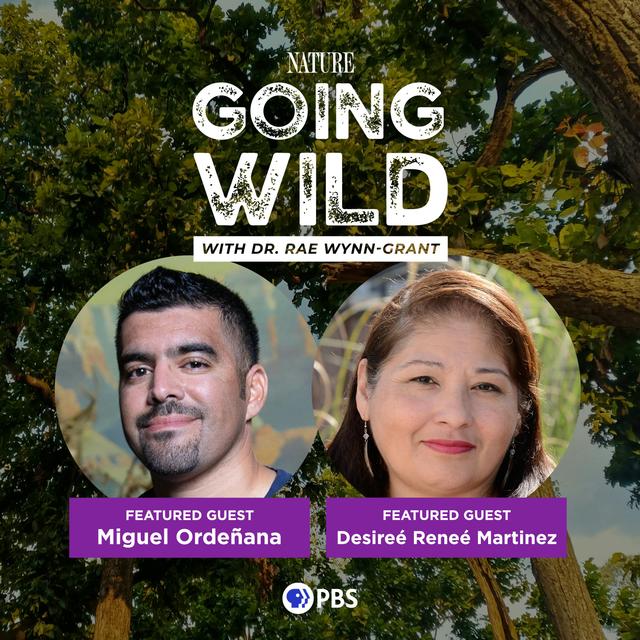 The Untold Story of California's Mighty Predator  - podcast episode cover