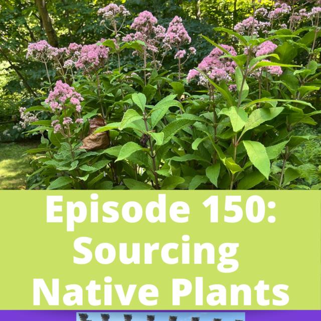 Sourcing Native Plants - podcast episode cover