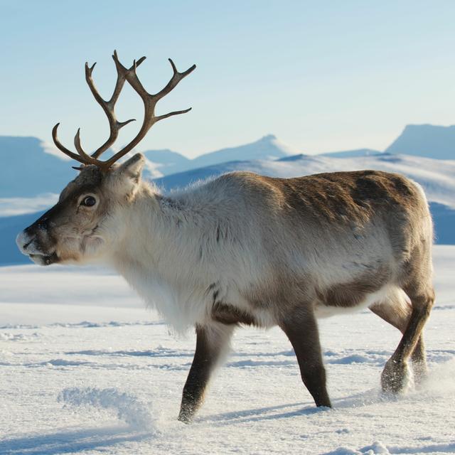 Everything You Wanted to Know About Reindeer and their Future in the Great White North - podcast episode cover