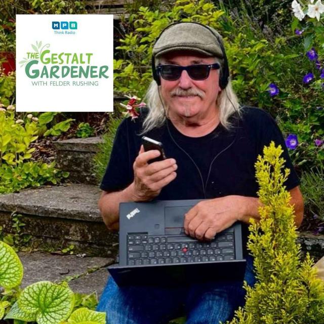 The Gestalt Gardener | Live from Lancashire! Yazoo Li Jujubes and Lizard Tails - podcast episode cover