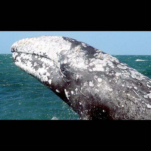 Episode 343: Gritty Gray Whales - podcast episode cover