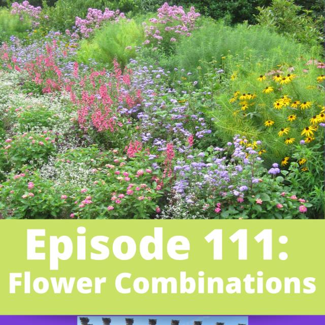 Flower Combinations - podcast episode cover