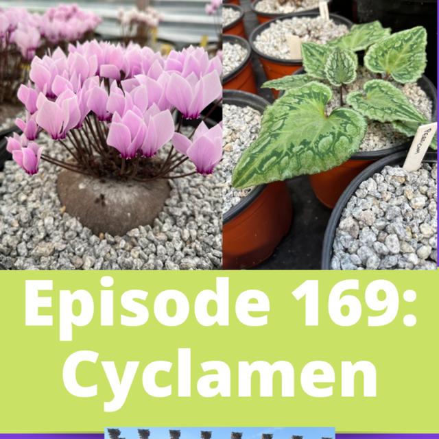 Cyclamen - podcast episode cover