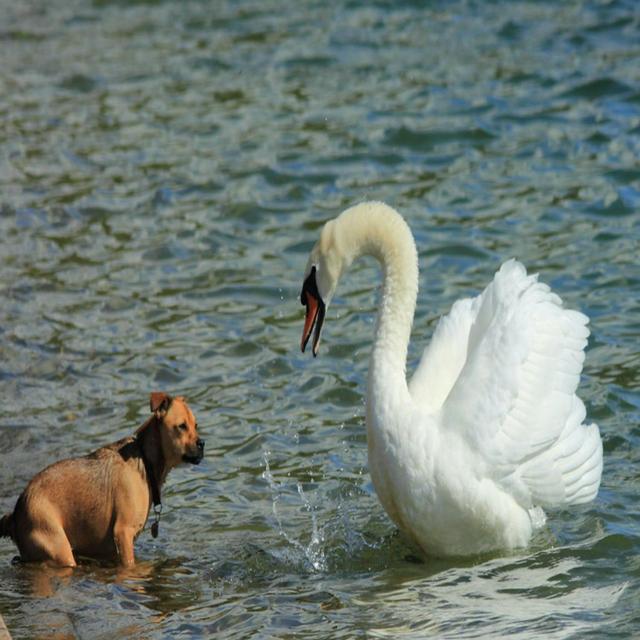 The swan that attacked a dog - podcast episode cover