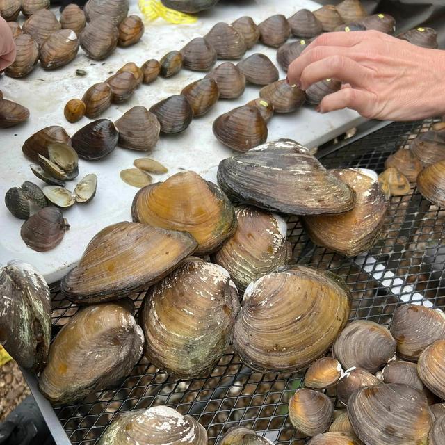TW 326 - Mussels, Mollusks, and Momentum for More - podcast episode cover