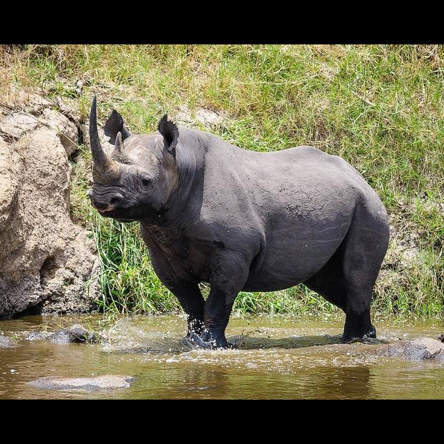 Episode 357: Black Rhinos Rebounding - podcast episode cover