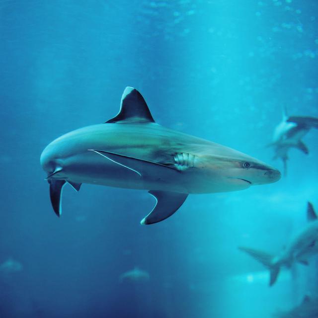Sharks Make a Splash in Brooklyn - podcast episode cover