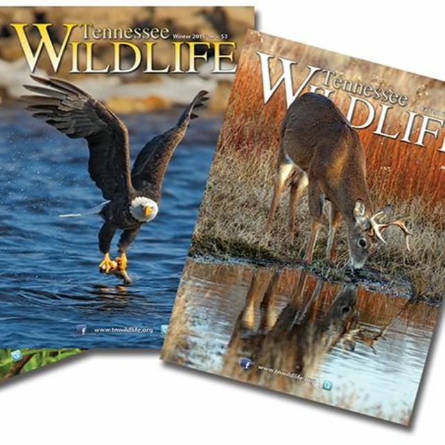 TW 171 - TN Wildlife Magazine & News You Can Use - podcast episode cover