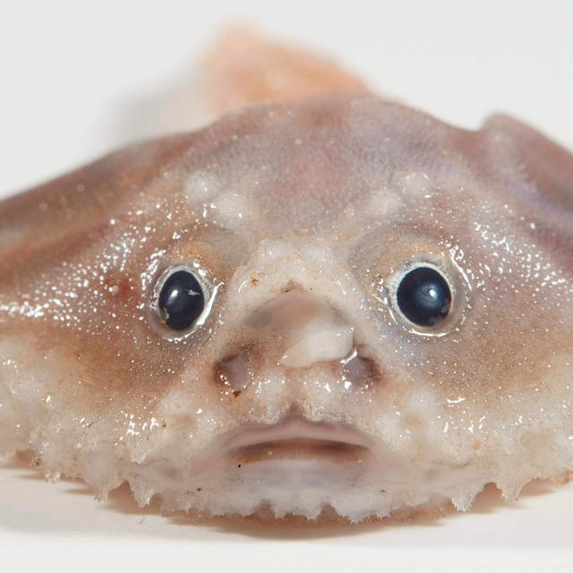 Meet The Bony-Eared Assfish And Its Deep Sea Friends - podcast episode cover