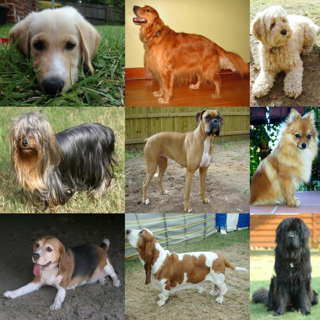 How dog friendly are we? - podcast episode cover