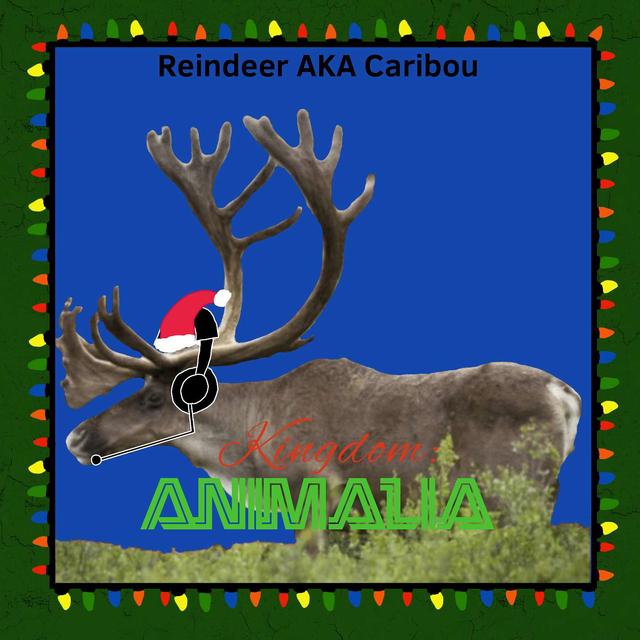 Reindeer/Caribou - podcast episode cover