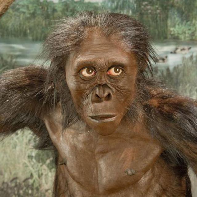 Cosmic Queries: Primate Evolution - podcast episode cover