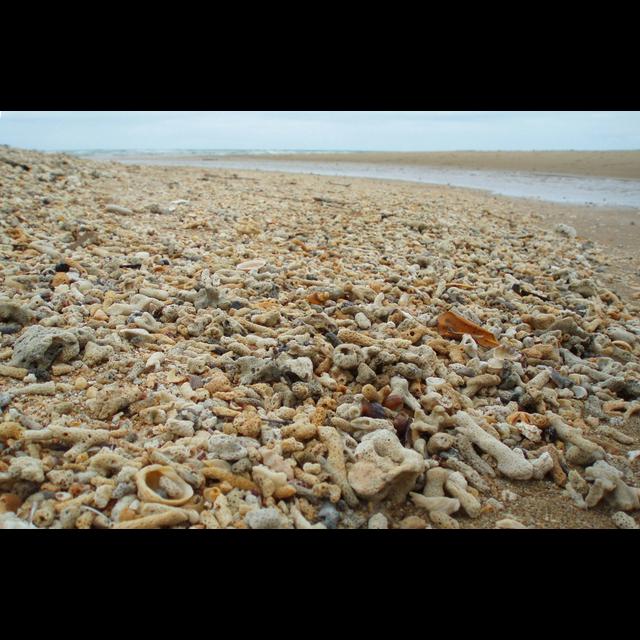 Corals Can Inherit Symbiotic Adaptations to Warming - podcast episode cover