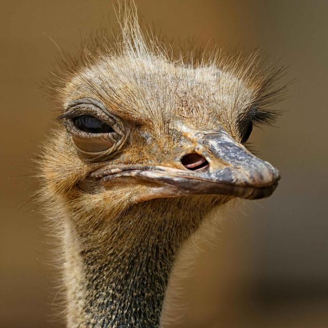 RFK Jr. and Dr. Oz Help B.C. Ostriches Go Viral - podcast episode cover
