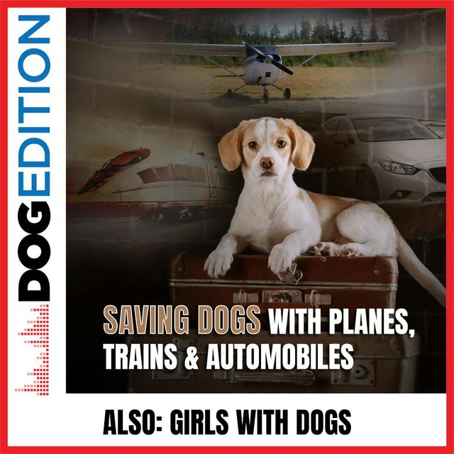 Saving Dogs With Planes, Trains & Automobiles | Girls With Dogs | Dog Edition #33 - podcast episode cover
