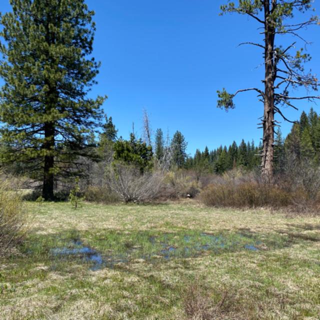 136: Dawn Chorus At Bigelow Meadow - podcast episode cover