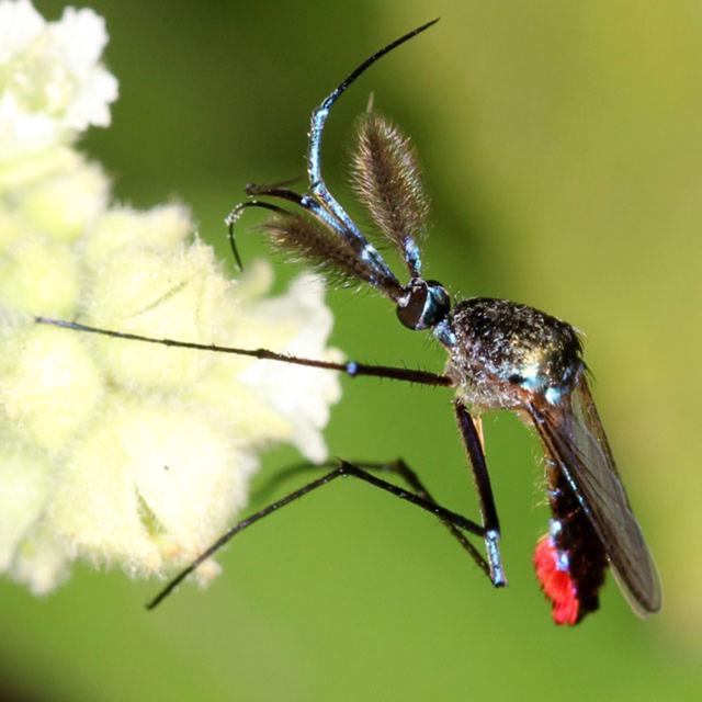 Episodio 24: ¿Los mosquitos se pican unos a otros? - podcast episode cover