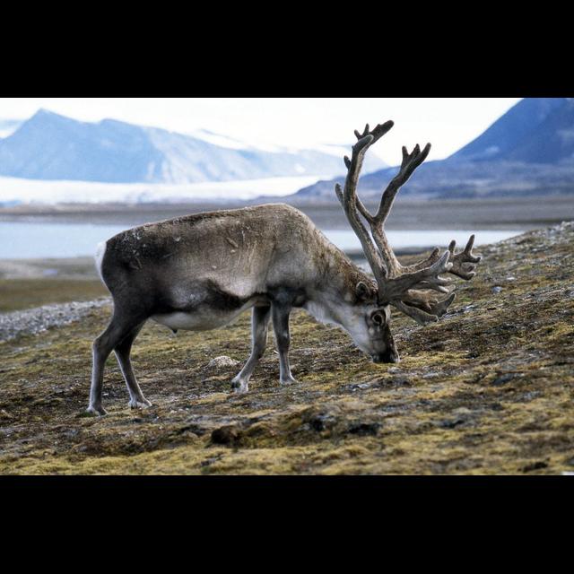 Episode 311: Reindeer Reboot - podcast episode cover