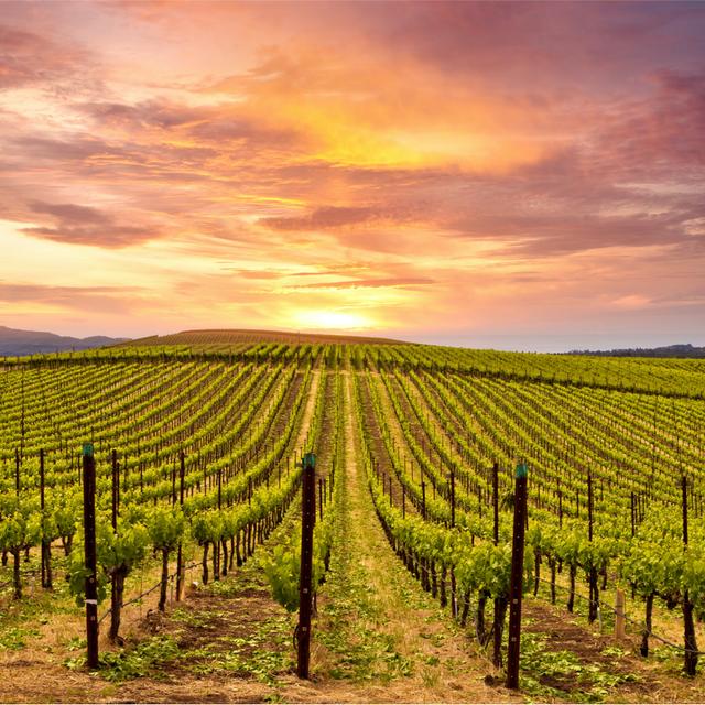 What Is Driving M&A in the Wine Industry? - podcast episode cover