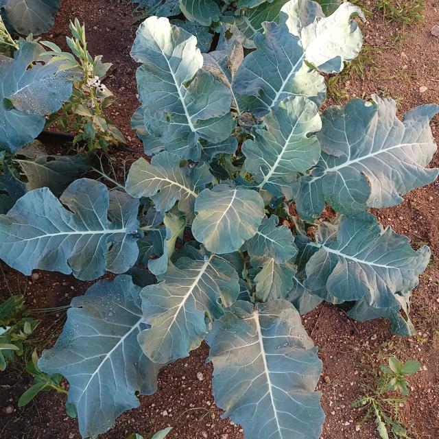 Ep483_A: Agricultura; Blazar; Agujero Negro Cuántico; Publicaciones y Coautoría - podcast episode cover