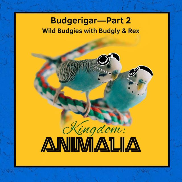 Budgerigar—Part 2: Wild Budgies II - podcast episode cover