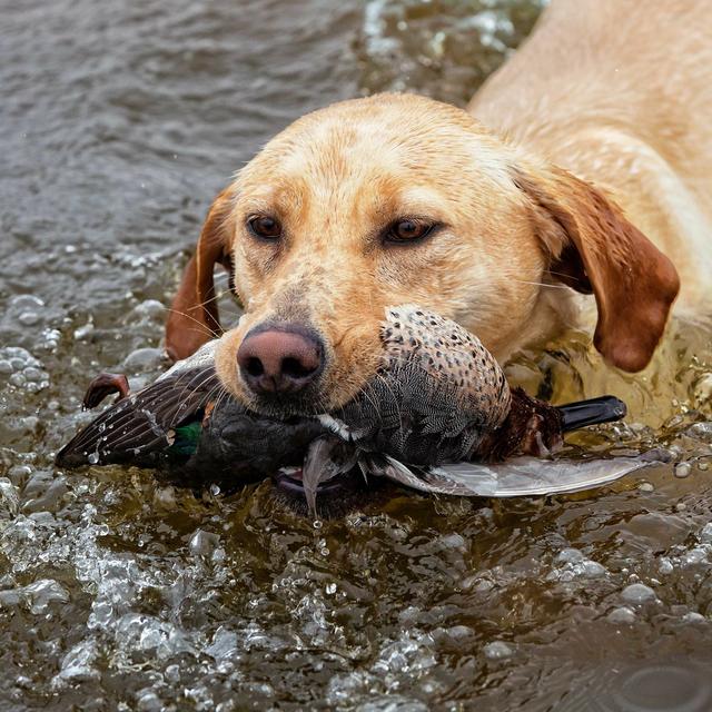 TW 144 - Duck Blind Draw Time In Tennessee, NEW Format - podcast episode cover
