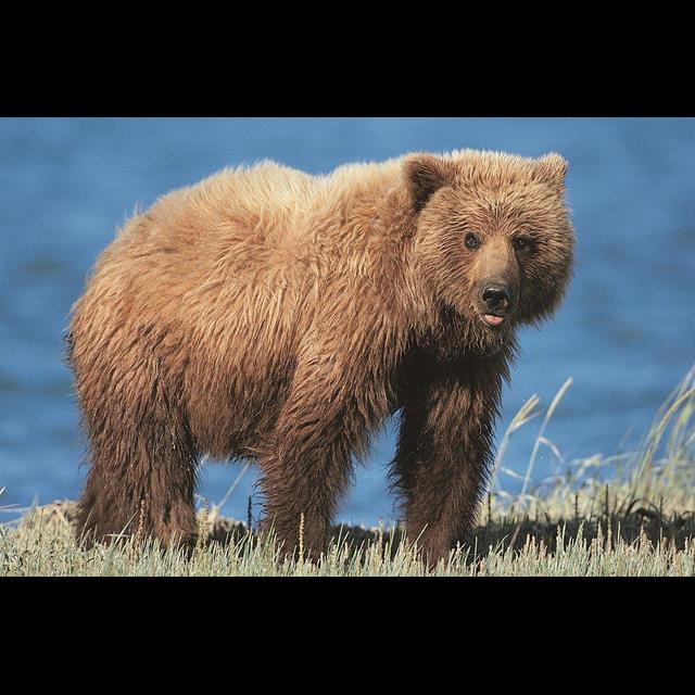 Hunting Rules Have Changed Mama Bear Care - podcast episode cover
