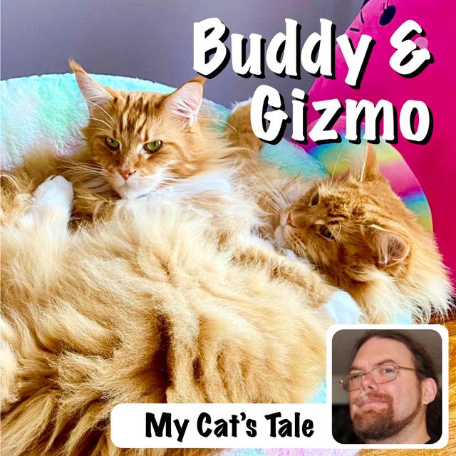 My Cat’s Tale – Buddy and Gizmo, the Scottish Maine Coons - podcast episode cover