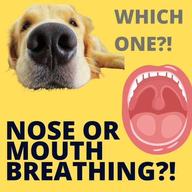The Weird Reason Why Your Run Breathing Technique Is Holding You Back  (Nose vs Mouth Breathing) - podcast episode cover