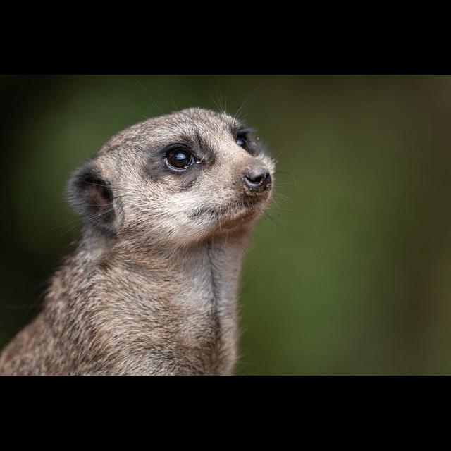 Episode 143: Magical Meerkats - podcast episode cover