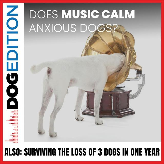 Can Music Calm an Anxious Dog | Surviving the Loss of Three Dogs in A Year | Dog Edition #18 - podcast episode cover