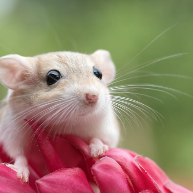 ワンヘルスの観点！人間の健康は環境や動物で決まる！論文をより効果的にするインパクトステートメントについて解説します。 - podcast episode cover
