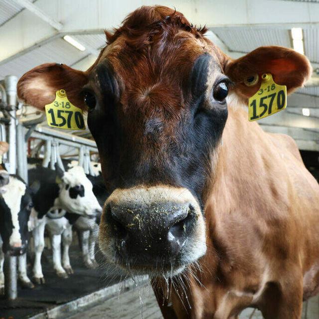 (dot) Gov: The Department Of Agriculture And The Environmental Protection Agency - podcast episode cover