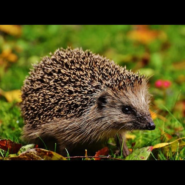 Episode 294: Happy about Hedgehogs - podcast episode cover