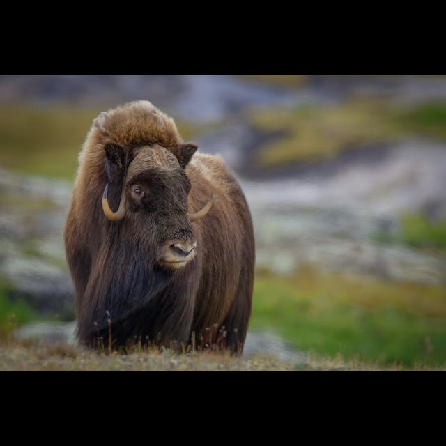 Episode 196: Mesmerized by the Musk Ox - podcast episode cover