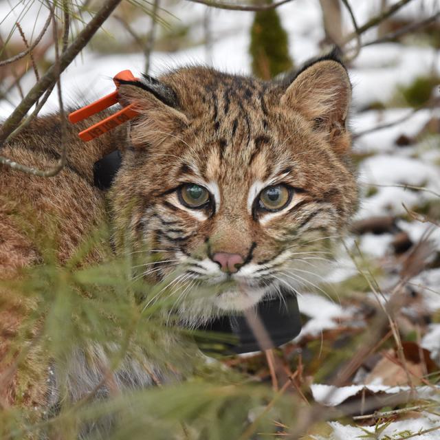 Bobcats and Bird Flu: Research Insights Emerging from Cornell - podcast episode cover