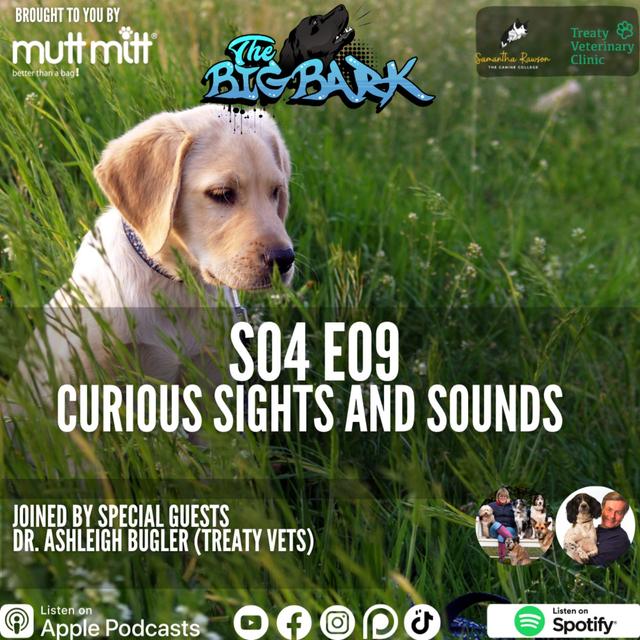 The Big Bark - S04 E09 Episode #69 - Curious sights & Sounds - Importance of looking after your dogs eyes and ears - podcast episode cover