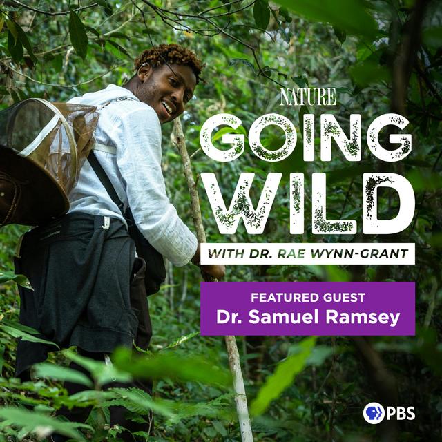 Is This the Bug to End All Bees? - podcast episode cover