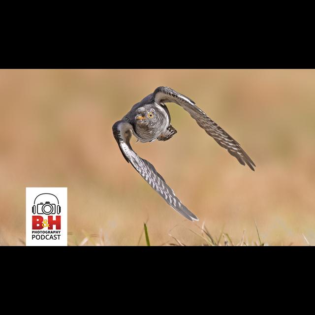 Mirrorless System Advantages for Bird Photography - podcast episode cover