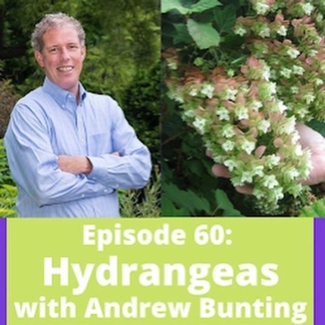 Hydrangeas with Andrew Bunting - podcast episode cover