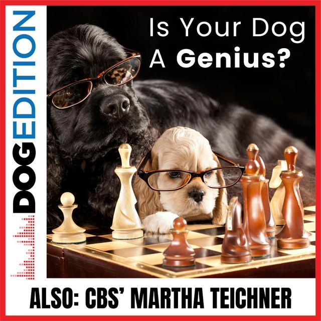 Is Your Dog A Genius? | CBS’ Martha Teichner | Dog Edition #28 - podcast episode cover