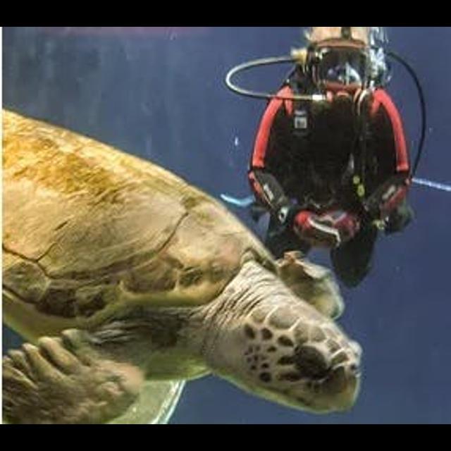 Episode 66: Sea Turtle Conservation w/Breanna Ondich - podcast episode cover