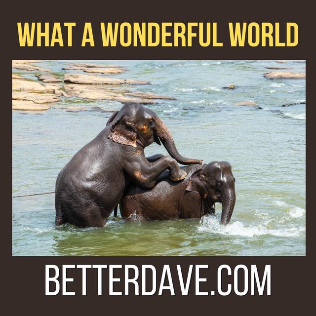 What A Wonderful World - podcast episode cover