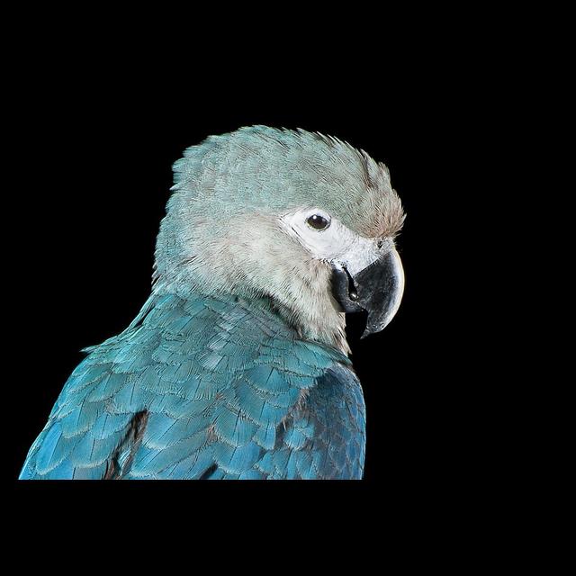 Episode 308: Spix's Macaw Coming Back - podcast episode cover