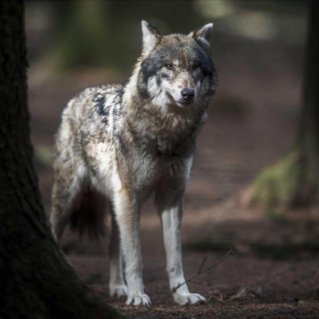 Sagenumwobener Schattenwolf, 20 Jahre Wikipedia, Erde dreht sich schneller, Trump ein Klimaschützer? - podcast episode cover