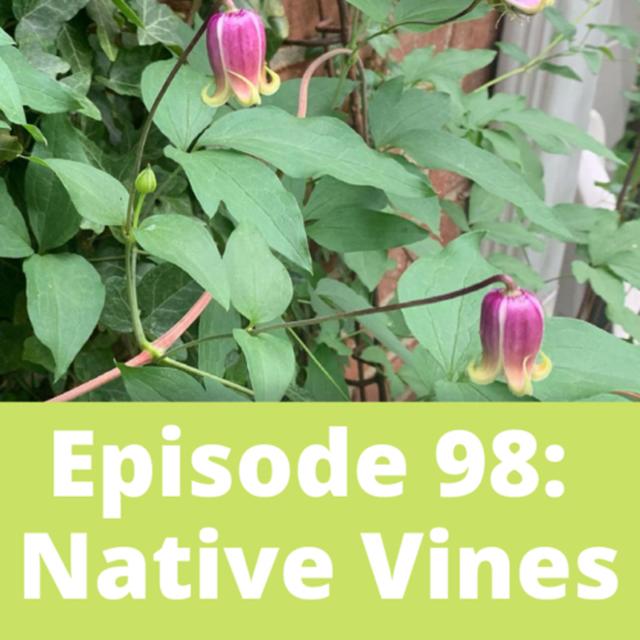 Native Vines - podcast episode cover