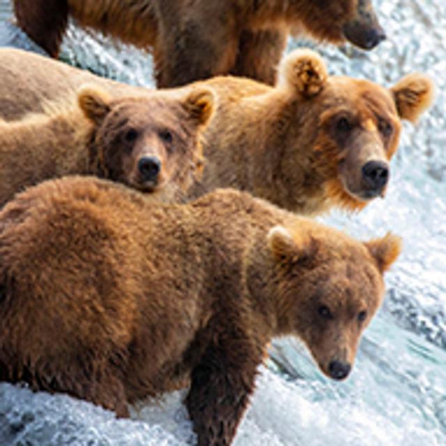 Pro Tips on Photographing Bears - podcast episode cover