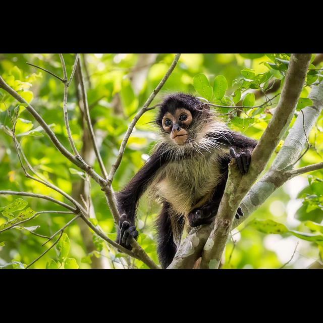 Spider Monkeys Optimize Jungle Acoustics - podcast episode cover